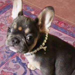 2 Small Dog Cat Pearl Collar Necklace 